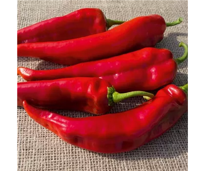Milder Spitzpaprika Lombardo