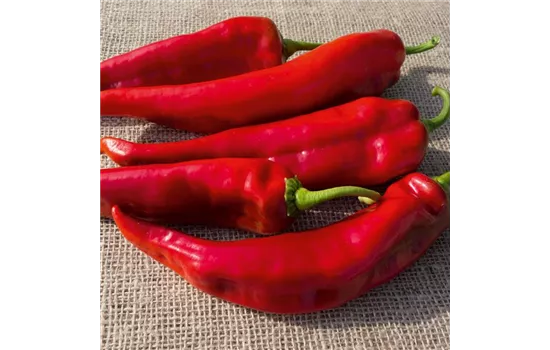 Türkischer Spitzpaprika 'Lipari' rot