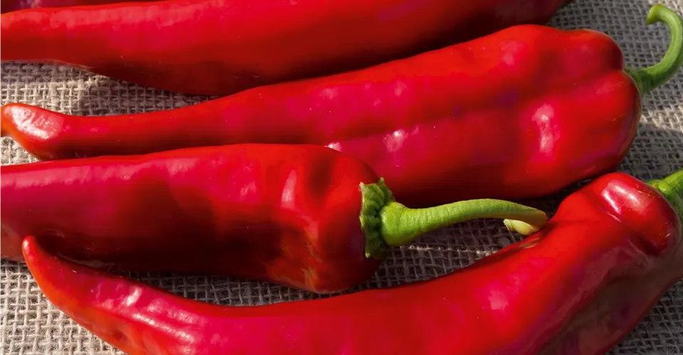 Rote Spitzpaprika Rote Spitzpaprika