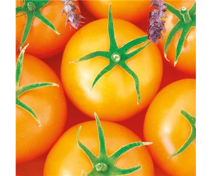 Orange Fleisch-Tomate 'Bolzano'