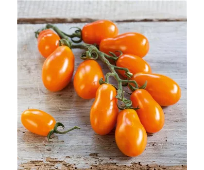 Orange Pflaumen-Cherrytomate 'Mirado® Orange' (Santorange)