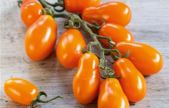 Orange Pflaumen-Cherrytomate 'Mirado® Orange' (Santorange)