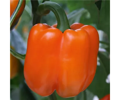 Oranger Blockpaprika 'Beluga® Orange'