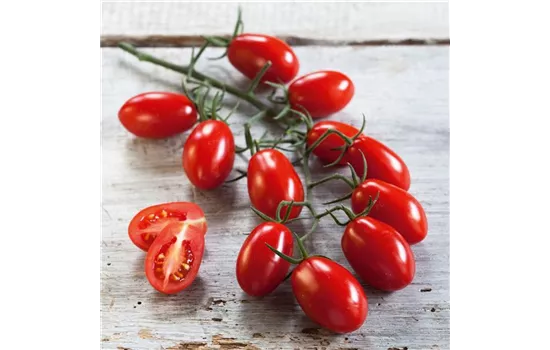 Pflaumen-Cherry-Tomate 'Dasher' - 'Mirado Red'