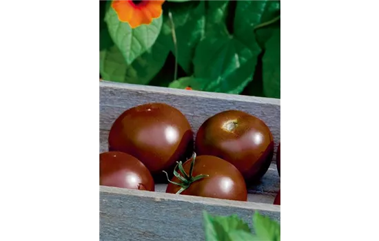 Schwarze Tomate 'Kakao'