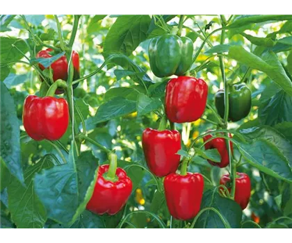 Roter Blockpaprika 'Bontempi'