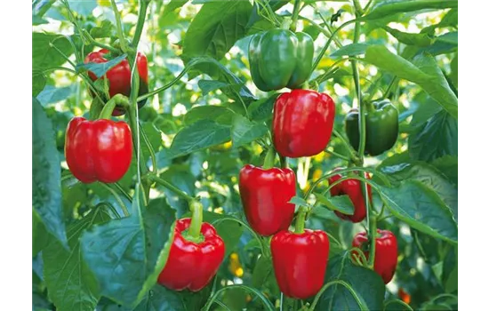 Roter Blockpaprika 'Bontempi'