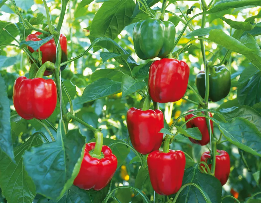 Paprikapflanze mit roten Früchten Paprikapflanze mit roten Früchten