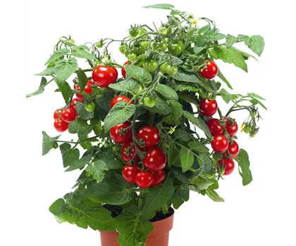 Balkontomate 'Strongboy' im Topf