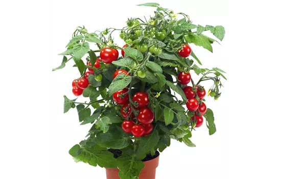 Topftomate - Balkontomate 'Strongboy'