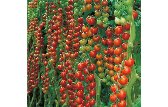 Veredelte Cherry-Tomate Favorita (Sanvitos)