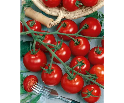 Cocktailtomate 'Picolino' veredelt im Topf