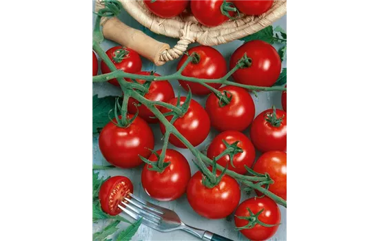 Veredelte Cocktail-Tomate Picolino