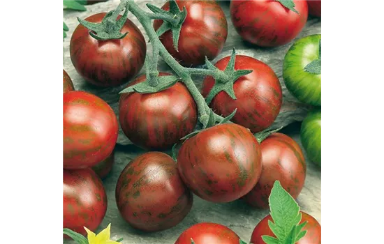 Zebra-Cocktail-Tomate Zebrino