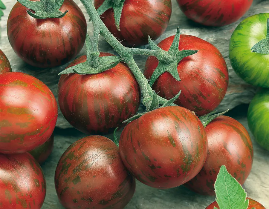 Reife Tomaten an der Rispe Reife Tomaten an der Rispe