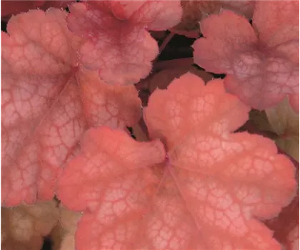 Heuchera "Amber Lady" Heuchera "Amber Lady"