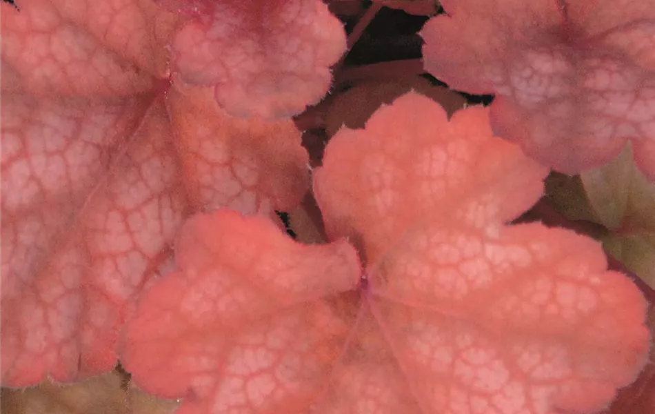 Heuchera "Amber Lady" Heuchera "Amber Lady"