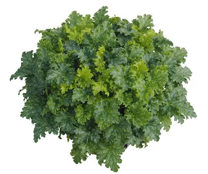 Heuchera "Apple Crisp" Heuchera "Apple Crisp"