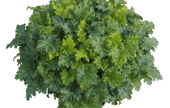 Heuchera "Apple Crisp" Heuchera "Apple Crisp"
