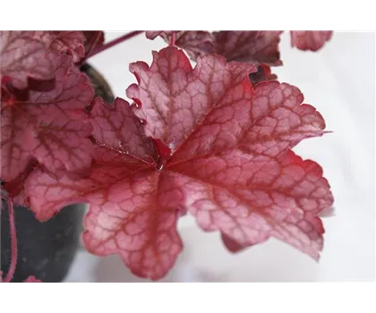 Heuchera "Beautiful Dancer" Heuchera "Beautiful Dancer"