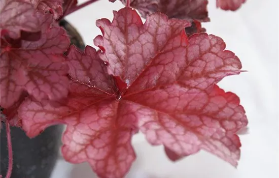 Heuchera "Beautiful Dancer" Heuchera "Beautiful Dancer"