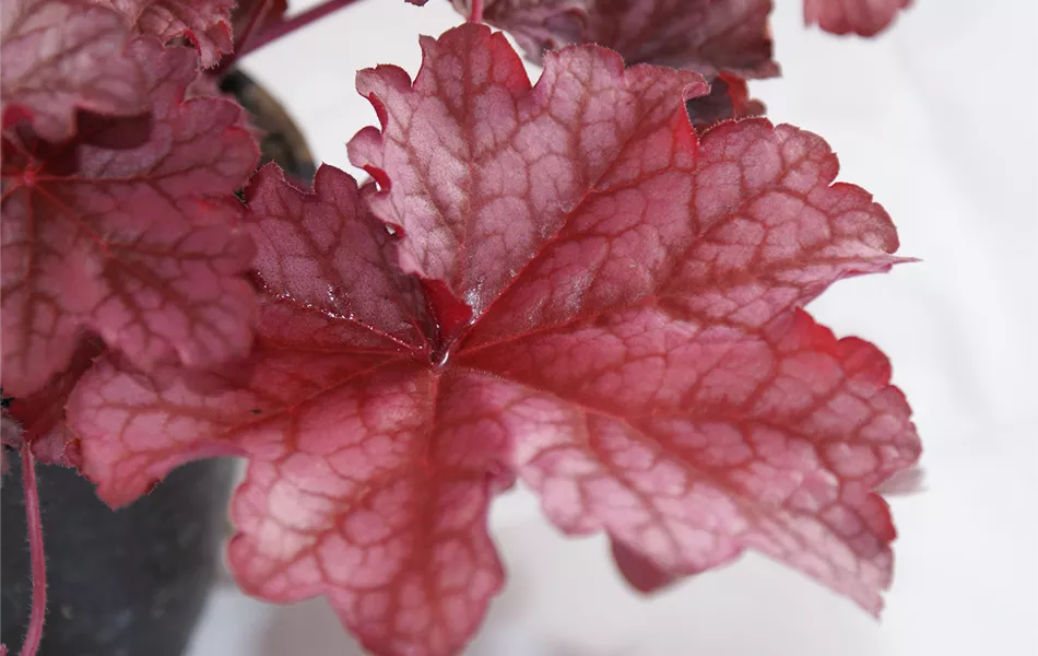Heuchera "Beautiful Dancer" Heuchera "Beautiful Dancer"