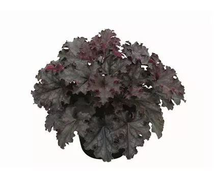 Heuchera "Black Knight" Heuchera "Black Knight"