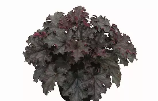 Heuchera "Black Knight" Heuchera "Black Knight"