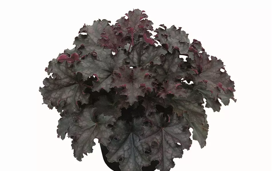 Heuchera "Black Knight" Heuchera "Black Knight"