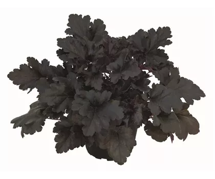 Heuchera "Black Pearl" Heuchera "Black Pearl"