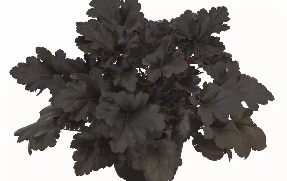 Heuchera "Black Pearl" Heuchera "Black Pearl"