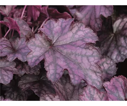 Heuchera "Blackberry Jam" Heuchera "Blackberry Jam"