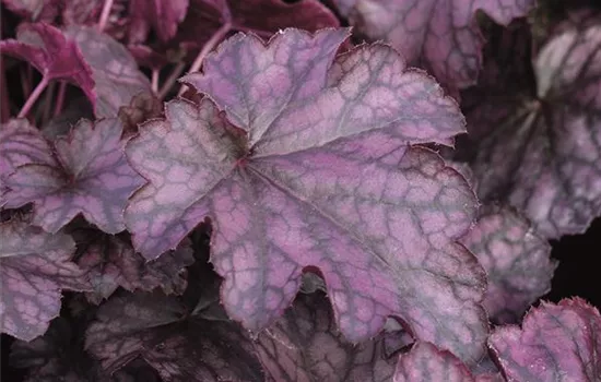 Heuchera "Blackberry Jam" Heuchera "Blackberry Jam"