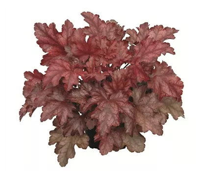 Heuchera "Chateau Rouge" Heuchera "Chateau Rouge"