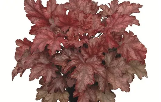 Heuchera "Chateau Rouge" Heuchera "Chateau Rouge"