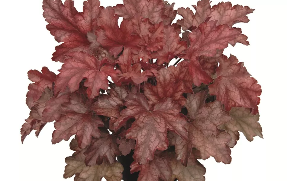 Heuchera "Chateau Rouge" Heuchera "Chateau Rouge"