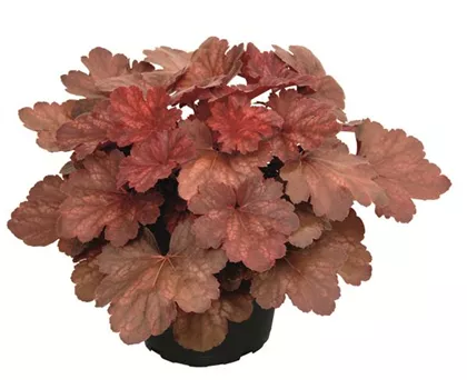 Heuchera "Cherry Cola" Heuchera "Cherry Cola"