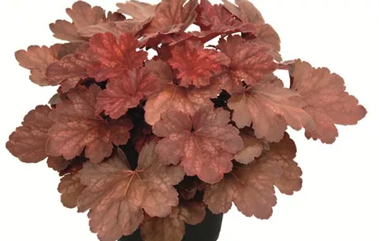 Heuchera "Cherry Cola"