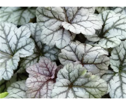 Heuchera "Cinnabar Silver"
