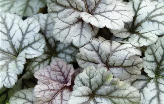 Heuchera "Cinnabar Silver" Heuchera "Cinnabar Silver"