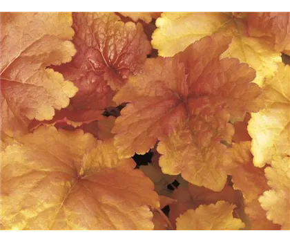 Heuchera 'Créme Brûlée'