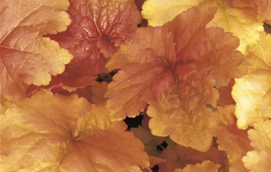 Heuchera 'Créme Brûlée' Heuchera 'Créme Brûlée'