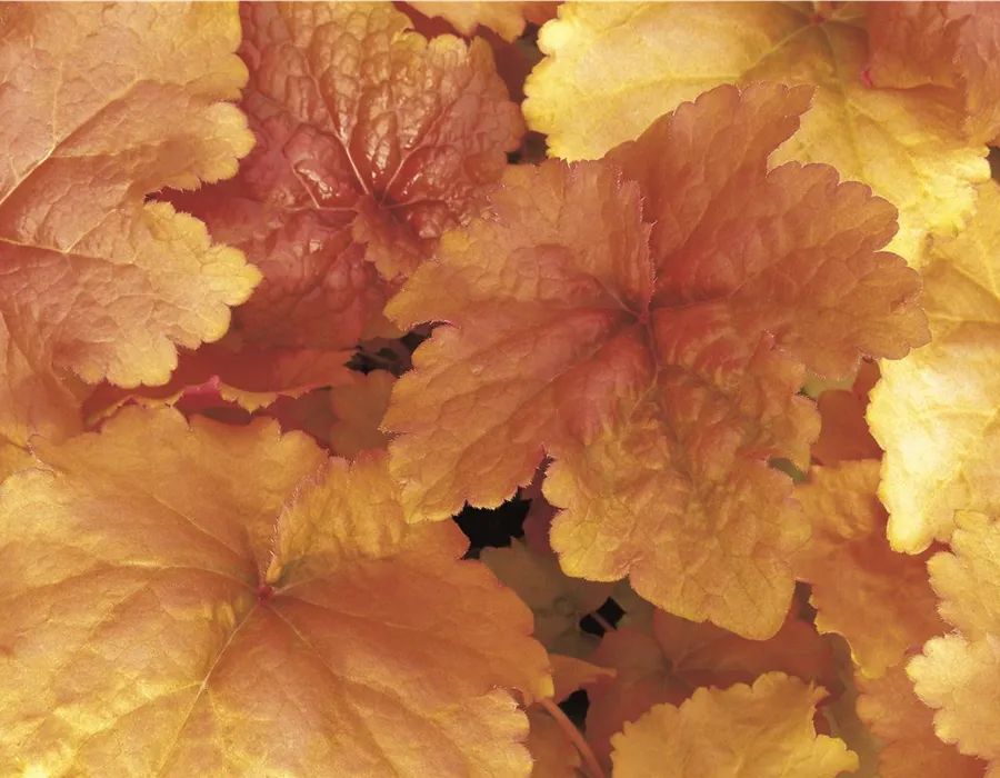Purpurglöckchen Heuchera Crème Brûlée mit orangem Laub