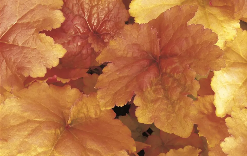 Heuchera 'Crème Brûlée'