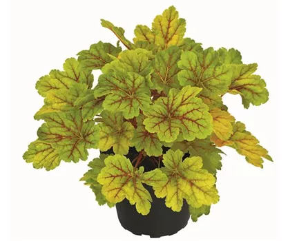 Heuchera 'Electra'