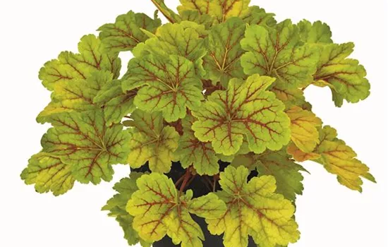 Heuchera "Electra" Heuchera "Electra"