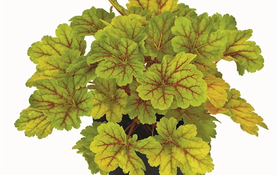 Heuchera "Electra" Heuchera "Electra"