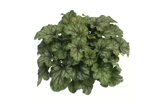 Heuchera "Emerald Queen" Heuchera "Emerald Queen"
