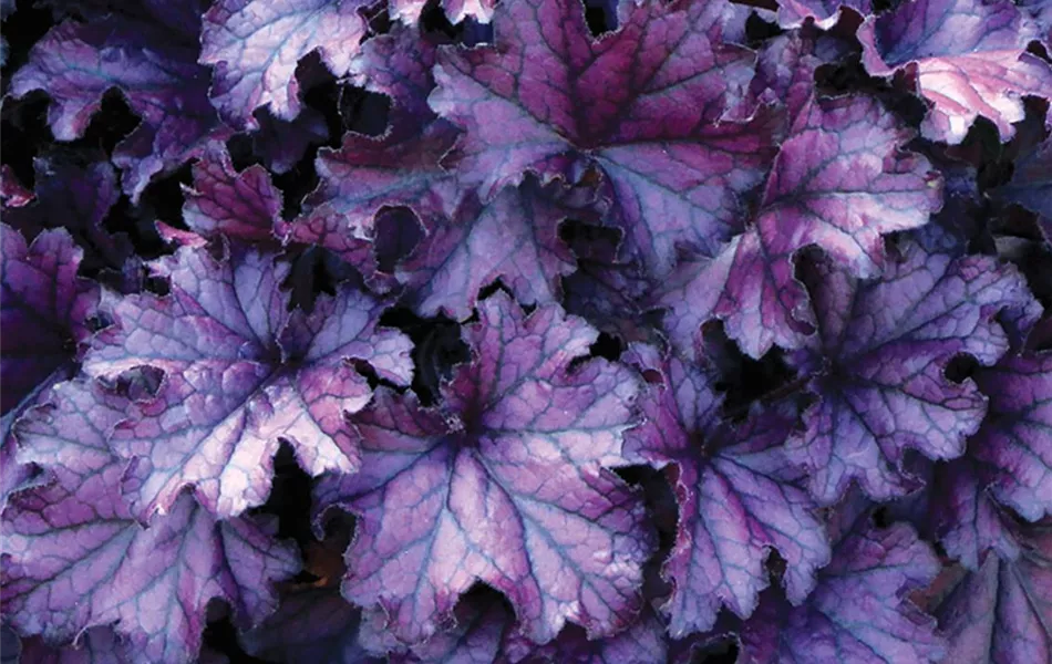 Heuchera "Forever Purple" Heuchera "Forever Purple"