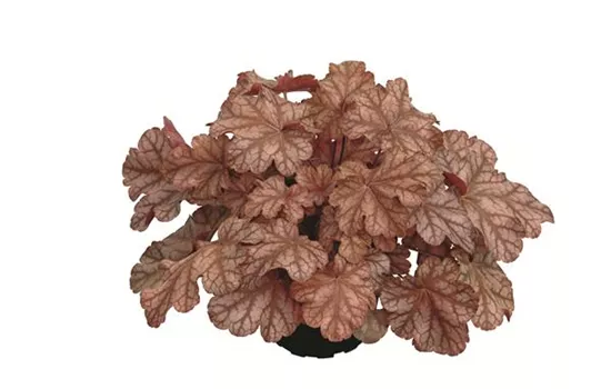 Heuchera "Frosted Flame" Heuchera "Frosted Flame"